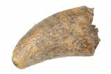 1.28" Tyrannosaur (Nanotyrannus?) Tooth - Montana - #204187-1